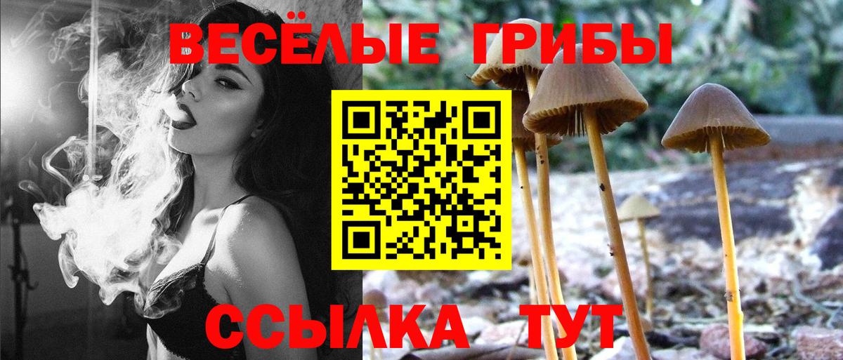 Галлюциногенные грибы Psilocybe Краснокаменск